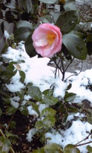 100202_0919~01 椿「曙」と雪