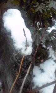 紫陽花の芽と雪